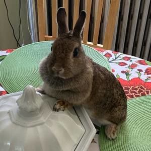 Meet your Posher, Dawnielle